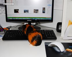 Meerschweinchen - nagerbu.de - Flecki