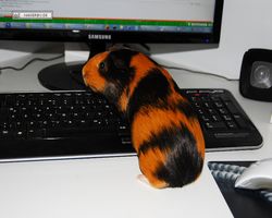 Meerschweinchen - nagerbu.de - Flecki