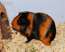 Meerschweinchen - nagerbu.de - Flecki
