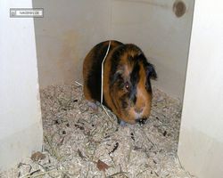 Meerschweinchen - nagerbu.de - Flecki