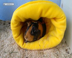 Meerschweinchen - nagerbu.de - Flecki