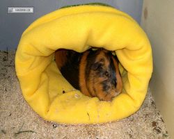 Meerschweinchen - nagerbu.de - Flecki