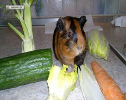 Meerschweinchen - nagerbu.de - Flecki