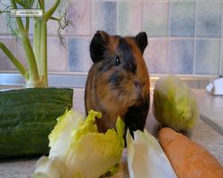 Meerschweinchen - nagerbu.de - Flecki