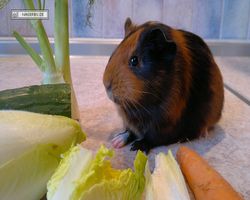 Meerschweinchen - nagerbu.de - Flecki