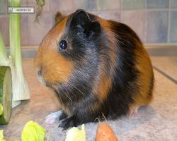 Meerschweinchen - nagerbu.de - Flecki