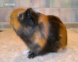 Meerschweinchen - nagerbu.de - Flecki