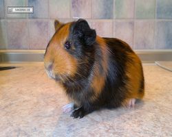 Meerschweinchen - nagerbu.de - Flecki