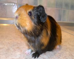Meerschweinchen - nagerbu.de - Flecki