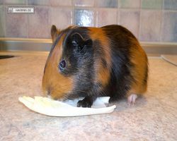 Meerschweinchen - nagerbu.de - Flecki