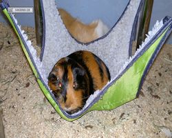 Meerschweinchen - nagerbu.de - Flecki