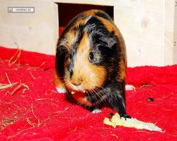 Meerschweinchen - nagerbu.de - Flecki