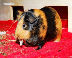 Meerschweinchen - nagerbu.de - Flecki