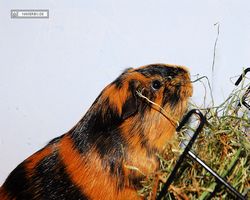 Meerschweinchen - nagerbu.de - Flecki