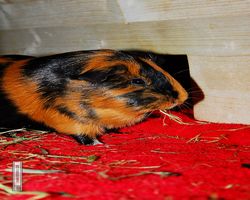 Meerschweinchen - nagerbu.de - Flecki