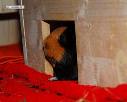 Meerschweinchen - nagerbu.de - Flecki