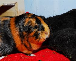 Meerschweinchen - nagerbu.de - Flecki