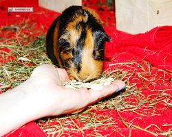 Meerschweinchen - nagerbu.de - Flecki