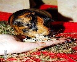 Meerschweinchen - nagerbu.de - Flecki