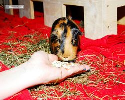 Meerschweinchen - nagerbu.de - Flecki