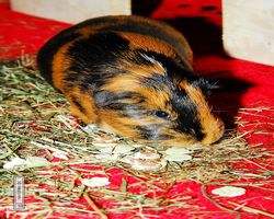 Meerschweinchen - nagerbu.de - Flecki