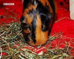 Meerschweinchen - nagerbu.de - Flecki