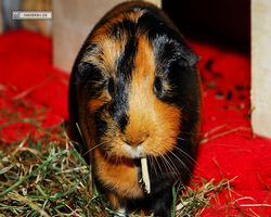 Meerschweinchen - nagerbu.de - Flecki