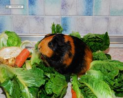 Meerschweinchen - nagerbu.de - Flecki