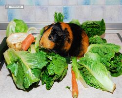 Meerschweinchen - nagerbu.de - Flecki