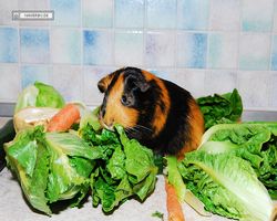 Meerschweinchen - nagerbu.de - Flecki