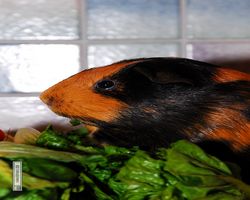 Meerschweinchen - nagerbu.de - Flecki