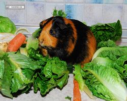 Meerschweinchen - nagerbu.de - Flecki