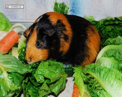 Meerschweinchen - nagerbu.de - Flecki