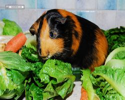 Meerschweinchen - nagerbu.de - Flecki