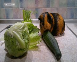 Meerschweinchen - nagerbu.de - Flecki