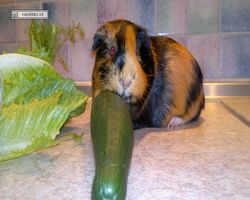 Meerschweinchen - nagerbu.de - Flecki