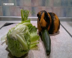 Meerschweinchen - nagerbu.de - Flecki