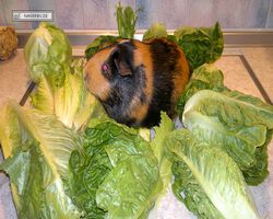 Meerschweinchen - nagerbu.de - Flecki