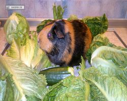 Meerschweinchen - nagerbu.de - Flecki