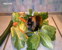 Meerschweinchen - nagerbu.de - Flecki