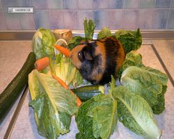 Meerschweinchen - nagerbu.de - Flecki