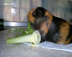 Meerschweinchen - nagerbu.de - Flecki