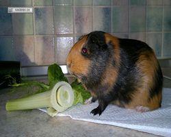 Meerschweinchen - nagerbu.de - Flecki