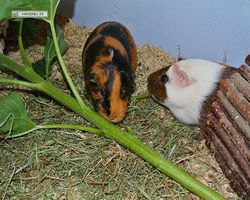 Meerschweinchen - nagerbu.de - Flecki & Garfield