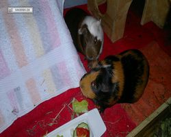 Meerschweinchen - nagerbu.de - Flecki & Garfield
