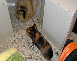 Meerschweinchen - nagerbu.de - Flecki & Struppi