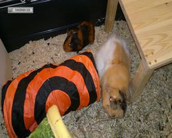 Meerschweinchen - nagerbu.de - Flecki & Struppi