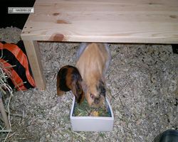 Meerschweinchen - nagerbu.de - Flecki & Struppi