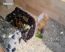 Meerschweinchen - nagerbu.de - Flecki & Struppi