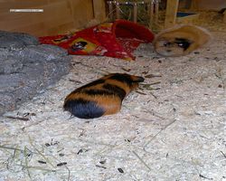 Meerschweinchen - nagerbu.de - Flecki & Struppi